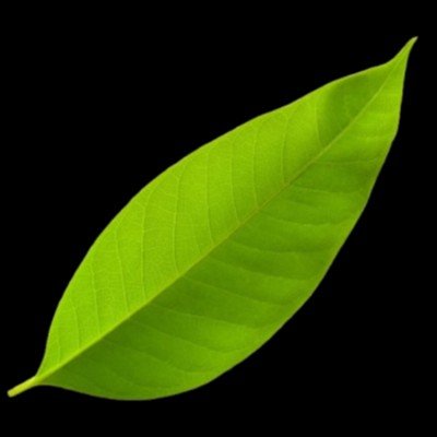 Vocal Lef Tea